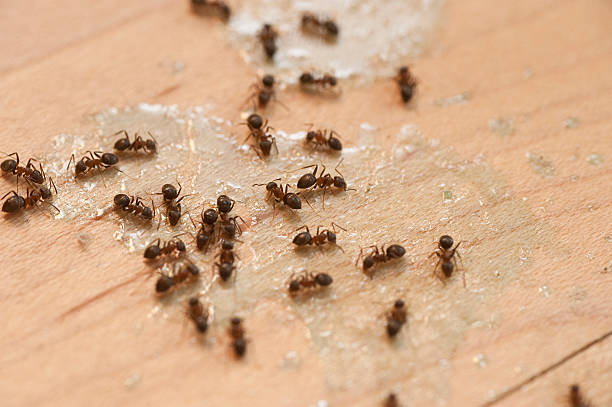 Wasp Removal Services in Belmar, NJ